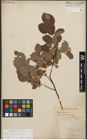 Foto von Salix starkeana Willd.